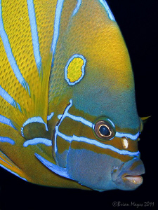 Blue-ringed Angelfish (Pomacanthus annularis) at Terumbu ... by Brian Mayes 